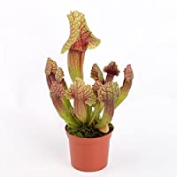 Los mejores  - Jarra de trompeta&quot-Carnivorous Sarracenia Mitchelliana&quot- en maceta de 8-5 cm